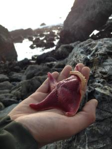 TidePoolTours (1)