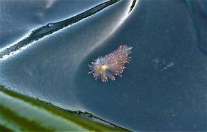 TidePoolTours (2)