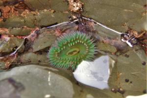 TidePoolTours (6)