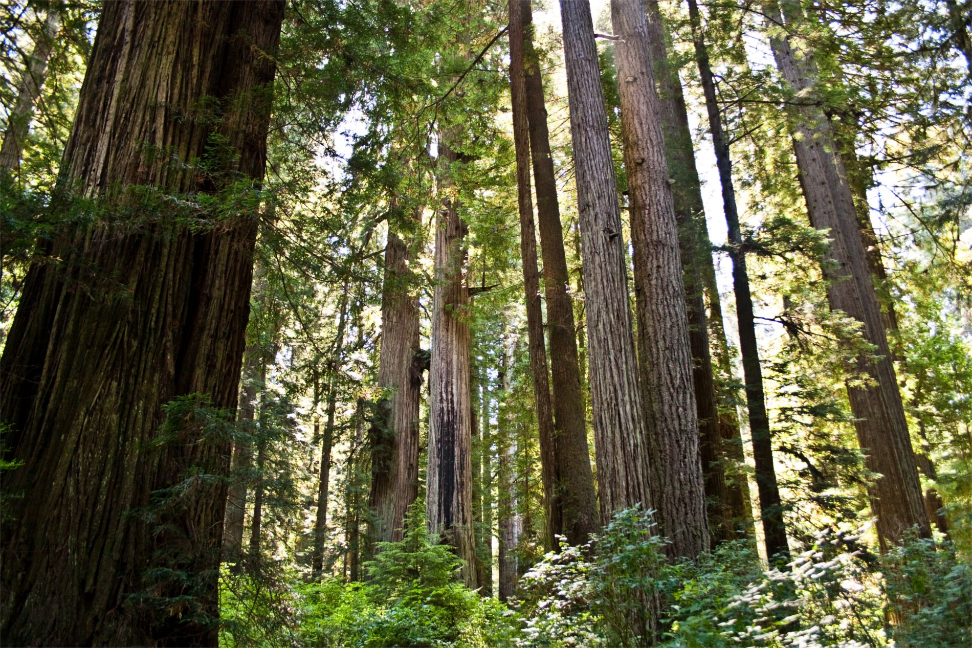 redwood_nsp-0026_web-compressor